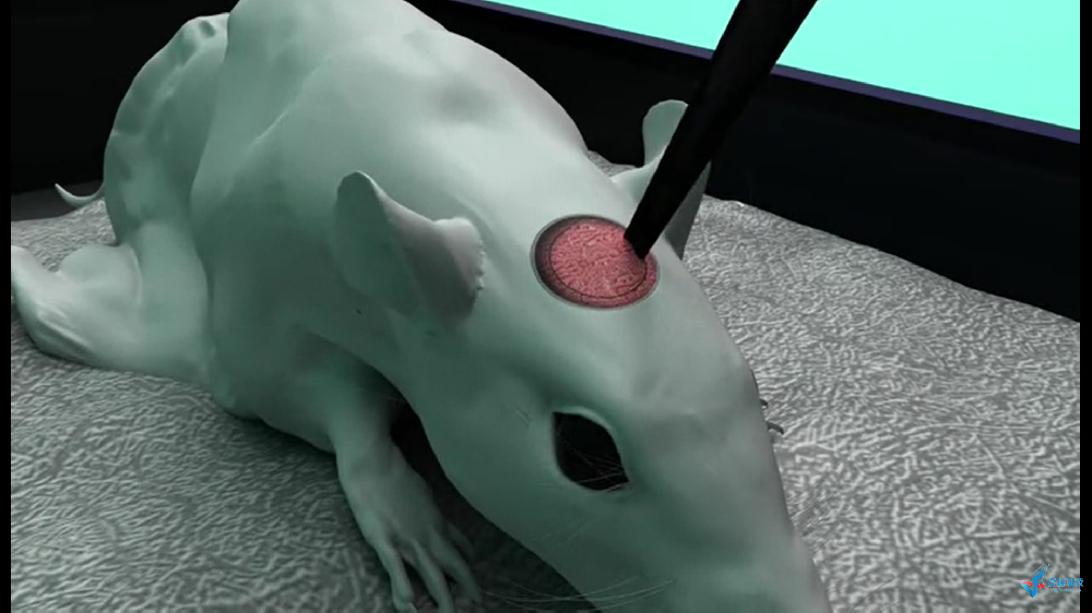 生物医学类动画——小白鼠取脑操作